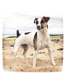 Jack RussellCartão na praia Trixie 1.95€ - 1