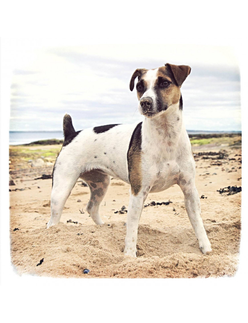 Jack RussellCartão na praia Trixie 1.95€ - 1