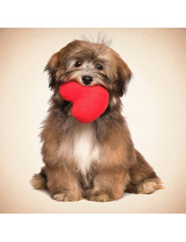 Tarjeta Perro Lhasa con Corazón Trixie 1.95€ - 1