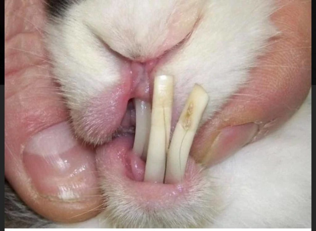 problemas dentales en conejos