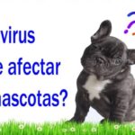 Coronavirus ¿Puede Afectar A Nuestras Mascotas?