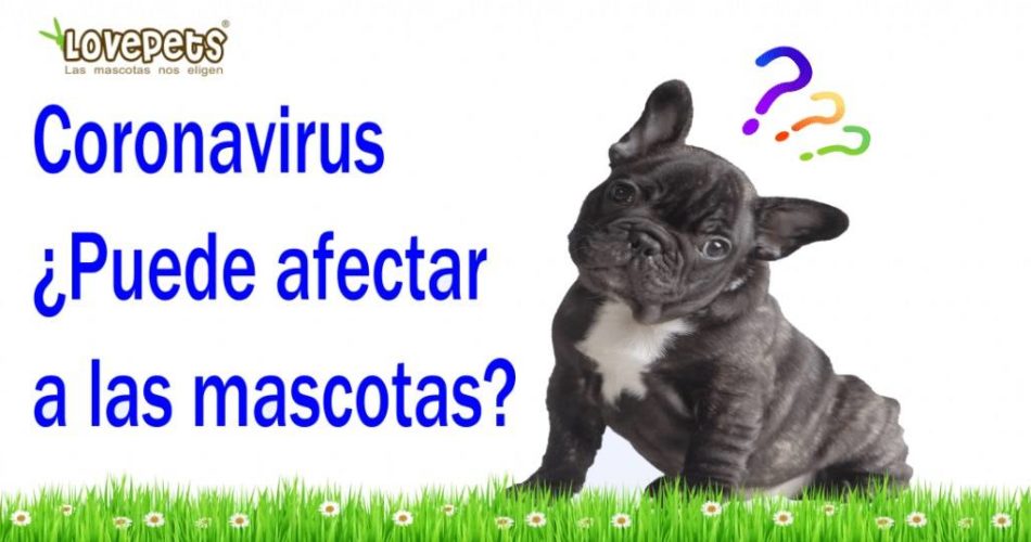 Coronavirus ¿Puede Afectar A Nuestras Mascotas?