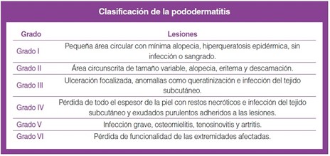 Pododermatitis en Conejos