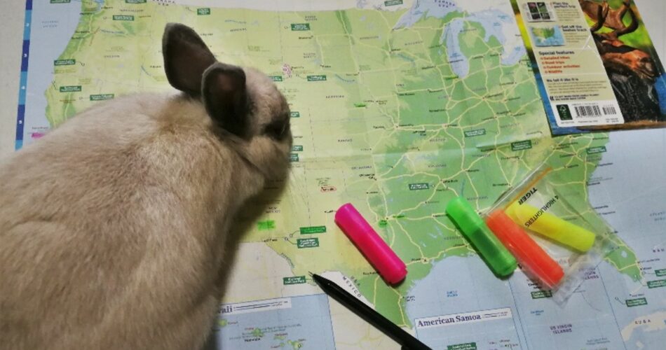 Cuidados Básicos para Viajar con Tu Conejo