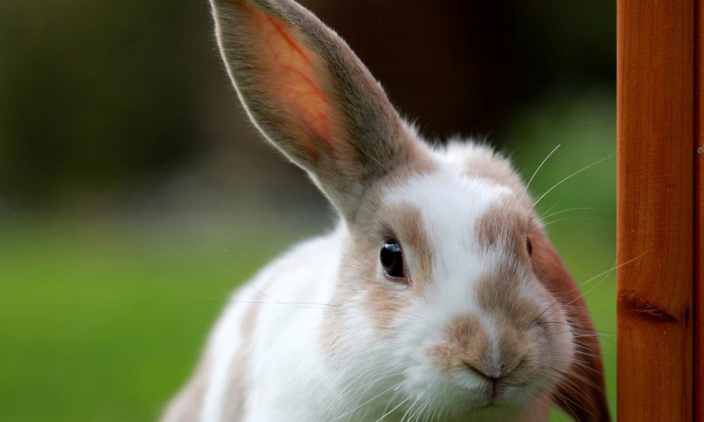 Esperanza De Vida De Los Conejos: ¿Cuánto Tiempo Viven?